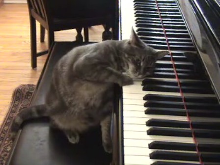 Nora, The Piano-Playing Cat